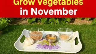 Grow Vegetables in November | Easy Winter Vegetable Growing Tips#live 