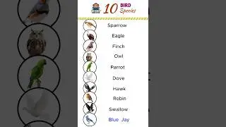 #BirdsVocabulary  #englishlearning