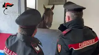 Pubblicavano i video delle corse clandestine di cavalli sui social