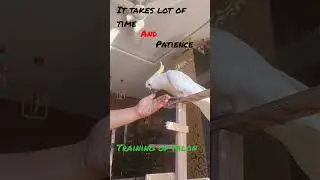 Training of Talon the cookatoo #trending #viral #cokatoo #funny #shortsvideo #explore