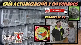 Estado actual del Aviario en pre cr&iacute;a y preparaci&oacute;n con reportaje en TV .