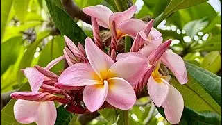 A Free Botanical Garden in Hawaii | Koko Crater Botanical Garden（免費入園的夏威夷雞蛋花植物園）🌺 #travel #Hawaii 