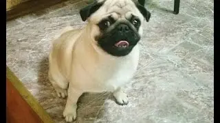 Dog Pug Barking Funny HD