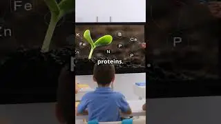 Plant Nutrients Explained: Essential Elements for Healthy Growth #agriculture #farming #cerealgrains