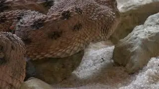 Close up Video of a snake