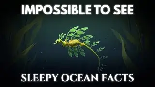 Leafy Sea Dragons &mdash; Ghosts of the Kelp Forest | Sleep-Inducing Facts