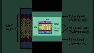 🔬 Biology Basics: The Lipid Bilayer Explained! #Shorts