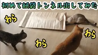 4匹テンション上がってわちゃわちゃしてるだけの動画😂