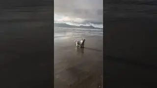 Holly Westie morning beach walk