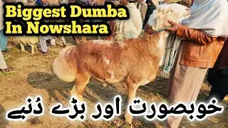 Biggest Dumba In Nowshara Mandi 😎||Nowshara Mandi Update Peshawar 😍||