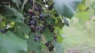 Pride of PNW: Washington wine