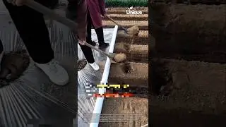 Working in a field: people working in a field