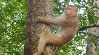 Monkey Rose and David really scare when they got emergency sound from their friend | Monkey Rose