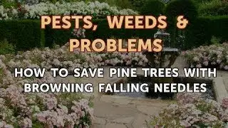 How to Save Pine Trees With Browning Falling Needles