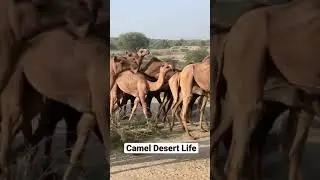 Camel herd