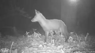 Trail Camera 2025 Collection #33 - Fox & More #wildlife #outdoors #trailcam #nature