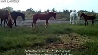 My Pleasantville Cows Horses and Cats made my evening