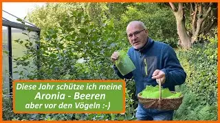 Schützt Eure Beeren 😉 Aronia-Beeren, diese Jahr bekomme ich welche 😊