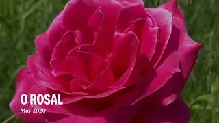 O Rosal