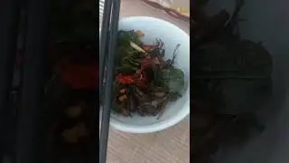 tasty bugs