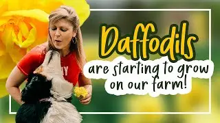 Daffodils Growing On The Farm + The Keukenhof Gardens in Holland! | Cranbury Fields Flower Farm