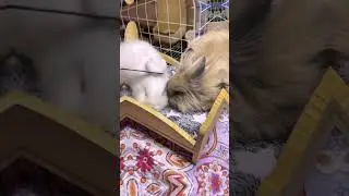 &laquo;Самый милый спа-день для кролика в моей жизни 💖 | Расслабляющая процедура ухода от Тоффи!&raquo; #шорты