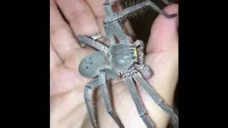 Fearless Australian Woman Loves Her Pet Huntsman Spider 'Smuk'