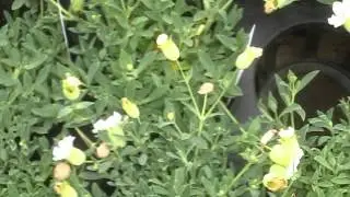 シレネの育て方