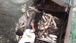 Panen ikan Utik/Manyong/Manyung di Bagan Sungsang