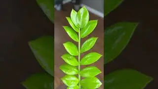 La zamioculca es una planta hermosa de f&aacute;cil cuidado #plantas #zamioculca