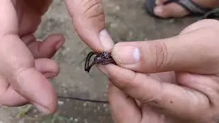 Tutorial Step by Step : How to make SALABAY/PALABAY Trap, BEST TRAP EVER..