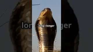 King Cobra: The Wild Ruler! 🐍#shorts #wildlife #snake