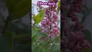 Квітка душа #растенияуход #gardening #indoorplants #сирень #душа #квіти #музыка #песня #music #май