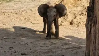 Elefantenjunge Simon 🐘#zoohalle  #elefant #elefantenalltag