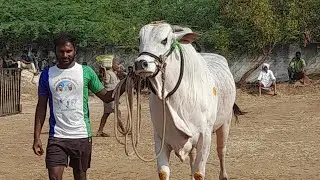 💥🌾అగడూరు గ్రామం న్యూ కేటగిరి విభాగానికి 1వ జత మామిళ్ళ సుబ్బారెడ్డి గారు💥04-02-2026💥
