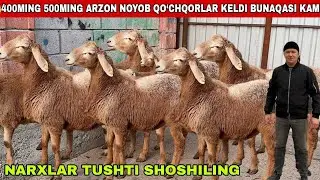 😳500mingdan 400mingdan arzon arashan sifat tojikiston paroda katta 200kg daxshat qo’chqorlar keldi