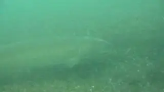 Adult Niagara River Sturgeon