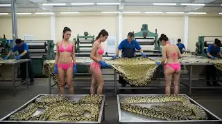 Inside the Snake Leather Factory: From Snake Skin to Luxury Jacket (Full Process)