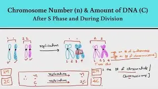Chromosome Number (n) & Amount of DNA (C) &ndash; After S Phase & During Division