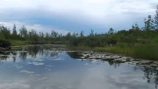 Alder Flycatcher Call