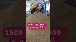 1509 धान करनाल अनाजमंडी आज का भाव #dhaan  #shorts #farming #kisan