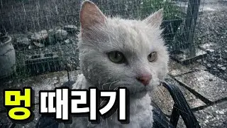 시골 밭에 사는 고양이와 비오는 날 같이 멍때리기