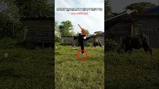 MMA Power Kick | Side Kick Knockout