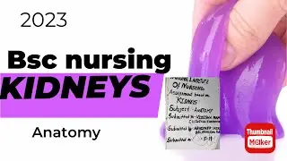 Kidneys //bsc nursing//2023//anatomy and physiology