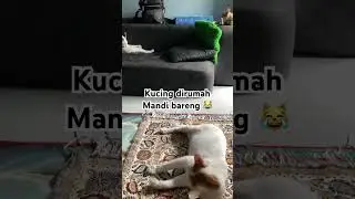 Kucing Di Rumah Mandi Bareng 🧼🐱 #cat #kucinglucu #kucinggendut