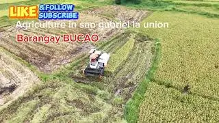 Agriculture in San Gabriel La Union Barangay Bucao