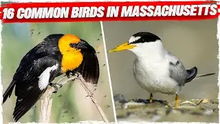 16 Common Birds in Massachusetts (with Pictures)
