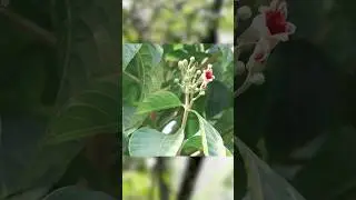 El bosque seco tropical que Cali no puede perder