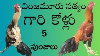 అందుబాటు ధరకి 5 పుంజులు #94900 84890 #khrfarms 