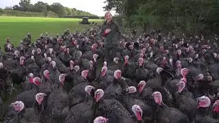 Turkeys have a wicked sense of humour